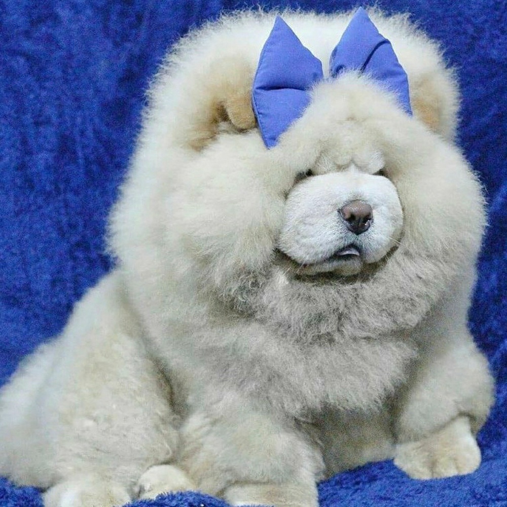 Meet your Posher, Juho